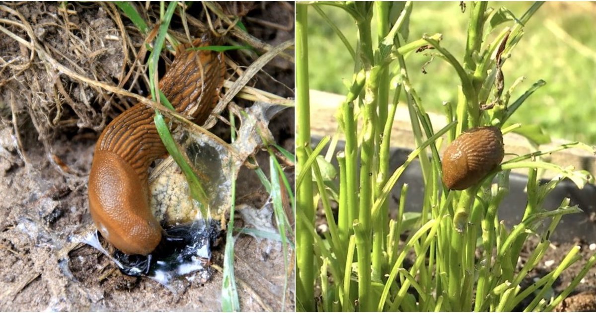 Photo: tv3.lt How to Destroy Invasive Spanish Slug Eggs and Control Population in Autumn