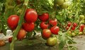 Pomidorai (nuotr. 123rf.com)