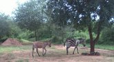 Zebrė su jaunikliu (nuotr. stop kadras)