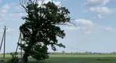 Dar vienas akibrokštas – Radviliškio rajone nukirstas tvirtas ąžuolas: „20 metų toks idar būtų stovėjęs“ (nuotr. stop kadras)