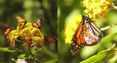 Pamatykite: drugelių karalystėje žiemoja įspūdingieji monarchai (tv3.lt koliažas)