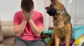 Nufilmavo šuns reakciją į šeimininko ašaras: inkštė ir kraipė galvą  