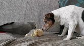 Nufilmavo šuns ir papūgos obuolio dalybas: draugiškumo gali pasimokyti visi (stop kadras)