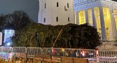 Vilniuje jau stovi naktį atvežta eglė: pamatykite, kaip atrodo (nuotr. tv3.lt)