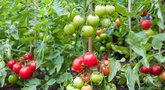 Žali pomidorai sunoks greičiau: štai, kas padės (nuotr. 123rf.com)