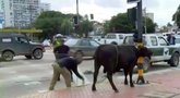 Bolivijoje į gatves išlėkė karvės: neapsieita ir be sužalojimų (nuotr. stop kadras)