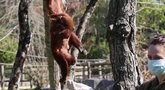 Prancūzijos zoologijos parke – itin retas raudonojo staugūno jauniklis (nuotr. stop kadras)