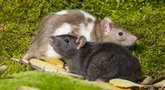 Žiurkių neliks nė kvapo: štai, kas padės (nuotr. 123rf.com)