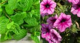 Pasisodinkite šiuos augalus savo sode (nuotr. Shutterstock.com)
