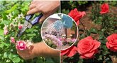 Atsakė, kada būtina dengti rožes: įsidėmėkite (nuotr. Shutterstock.com)