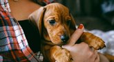 Šuo (nuotr. Shutterstock.com)