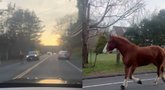 Nuo policininko pabėgo arklys (tv3.lt koliažas)
