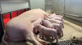 Kiaulių augintojai skundžiasi artėjant masiniams bankrotams: „Ūkiai parduodami nupenėtą kiaulę patiria 50–60 eurų nuostolį“ (nuotr. stop kadras)