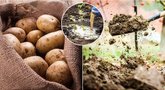Ekspertas atskleidė geriausias bulvių veisles: išbandykite šiemet  (nuotr. 123rf.com, shutterstock.com) 