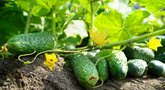 Padarykite tai savo agurkams: derlius padvigubės (nuotr. Shutterstock.com)