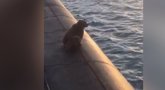 Sušaudė mešką ir jos meškiuką: užlipę ant povandeninio laivo tariamai kėlė grėsmę (nuotr. YouTube)