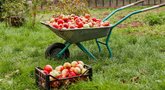 Atskleidė geriausią laiką skinti obuolius: sužinokite visiems laikams (nuotr. 123rf.com)