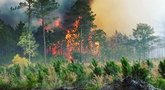 Miško ir durpyno gaisras Valdgalėje  (nuotr. Twitter)