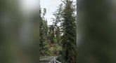 Vaizdas kelyje sukėlė išgąstį – didžiulis medis virto tiesiai ant judraus kelio  (nuotr. stop kadras)