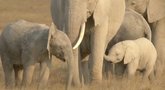 Kenijoje dėl sausros nugaišo virš 200 dramblių