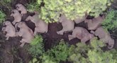 Galiūnai sugulė poilsiui: pamatykite, kaip per Kiniją žygiavę drambliai ilsisi (nuotr. stop kadras)