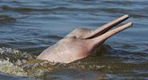 Nauja Amzonės rūšis, rausvieji upiniai delfinai (nuotr. Vida Press)