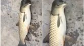 Žuvies ir balandžio mutantas (nuotr. YouTube)