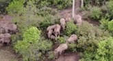 Viso pasaulio stebimi drambliai susipešė: patelės tampė vieną kitą už uodegos (nuotr. stop kadras)