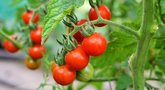 Ekspertė išdavė pomidorų auginimo patarimus: užsirašykite iš anksto (nuotr. Shutterstock.com)