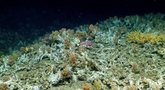 Mokslininkai rado iki šiol niekam nežinomą koralinį rifą: nustebino jo fauna (nuotr. stop kadras)