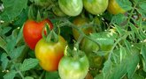 Žali pomidorai (nuotr. 123rf.com)