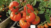 Paskutinis laikas sėti pomidorus (nuotr. stop kadras)