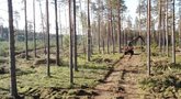 Oficialu: Labanoro girioje stabdomi miško kirtimai (nuotr. TV3)
