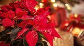 Ši populiari kalėdinė gėlė išsilaikys ir po švenčių: išdavė, ką daryti (nuotr. 123rf.com)