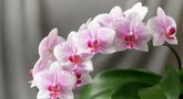 Orchidėjų žydėjimas namuose (nuotr. Shutterstock.com)