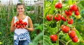 Sodininkė Inga atskleidė, kaip greičiau sunokinti pomidorus: siūlo išbandyti, asociatyvi nuotrauka (nuotr. 123rf.com)