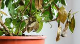 Kambarinių augalų priežiūra (nuotr. Shutterstock.com)