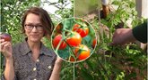 Pomidorai sukraus neregėtą derlių: ekspertė atskleidė aukso vertės patarimus (tv3.lt fotomontažas)