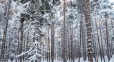 Ekspertai: šių metų žiema palanki miškams, sodams, žemės ūkiui (nuotr. 123rf.com)