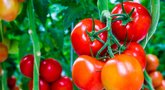 Atskleidė geras pomidorų trąšas: išbandykite šiemet (nuotr. 123rf.com)