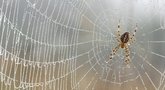 Namuose vorų neliks nė kvapo: štai, ką reikia daryti (nuotr. Fotolia.com)