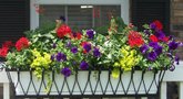 Atskleidė geriausias balkonų gėles: laikas jų sodinimui (Nuotr. valstietis.lt)  