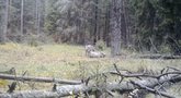 Viešvilės gamtiniame rezervate užfiksuotos itin žaismingos vilkų pramogos: atskleidė, ką tai reiškia (nuotr. stop kadras)