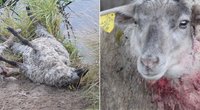 Šiurpiuose kadruose iš Panevėžio - rekordinės avių skerdynės  
