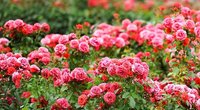 Išdavė auksinius rožių auginimo patarimus: žiedų nespėsite skaičiuoti (nuotr. Shutterstock.com)