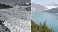  Nuo 1940 iki 2000-ųjų buvo padarytas drastišką poveikis mūsų planetos ledynams. Šioje nuotraukoje Aliaskos Muir ledynas 1941 rugpjūtį, o dešinėje 2004 metų rugpjūtį.(NASA nuotr)  