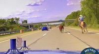 JAV užfiksavo kuriozišką vaizdelį: kaubojus greitkelyje gaudė iš ganyklos pabėgusią karvę (nuotr. stop kadras)