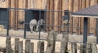 Kauno zoologijos sodo zebrai (nuotr. Youtube/ Kas vyksta Kaune)  