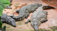 Krokodilai (nuotr. SCANPIX)