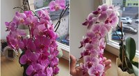 Norite, kad jūsų orchidėjos sukrautų tiek žiedų? Štai, ką reikia daryti (tv3.lt fotomontažas)
